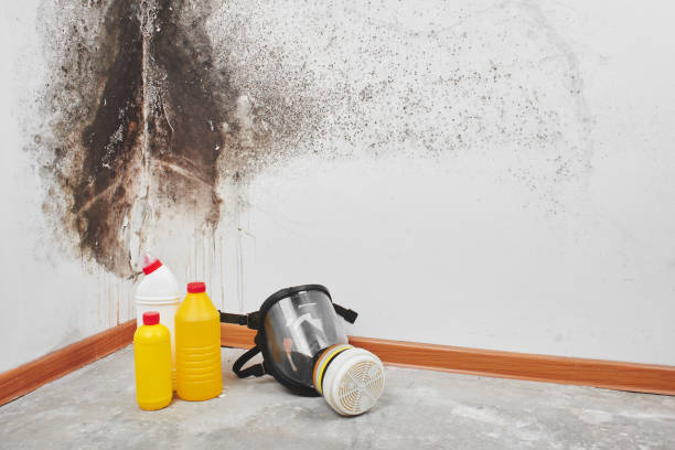 Best Post-Flood Mold Remediation in Fort Atkinson, WI