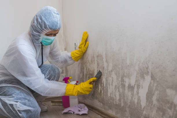 Best Post-Flood Mold Remediation in Fort Atkinson, WI