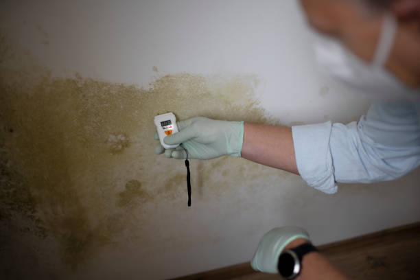 Professional Mold Remediation in Fort Atkinson, WI