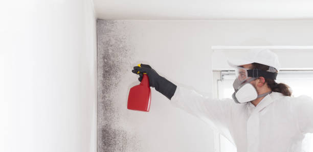 Best Black Mold Remediation in Fort Atkinson, WI