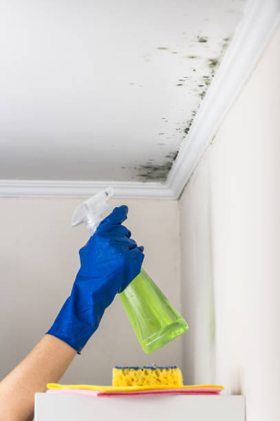 Best Localized Mold Remediation (e.g., coastal areas, humid climates) in Fort Atkinson, WI