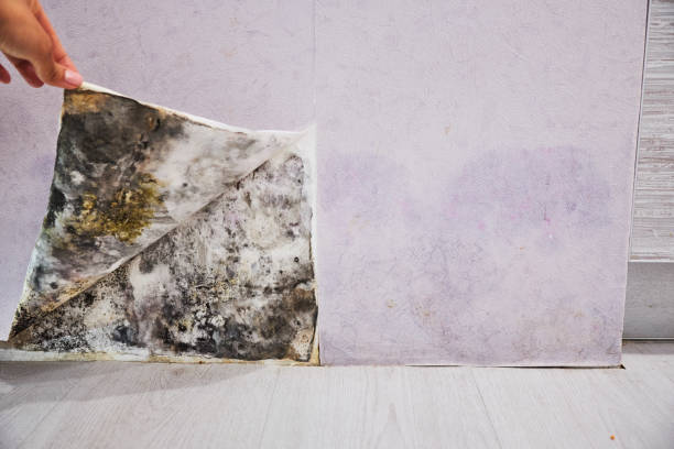 Best Bathroom Mold Remediation in Fort Atkinson, WI